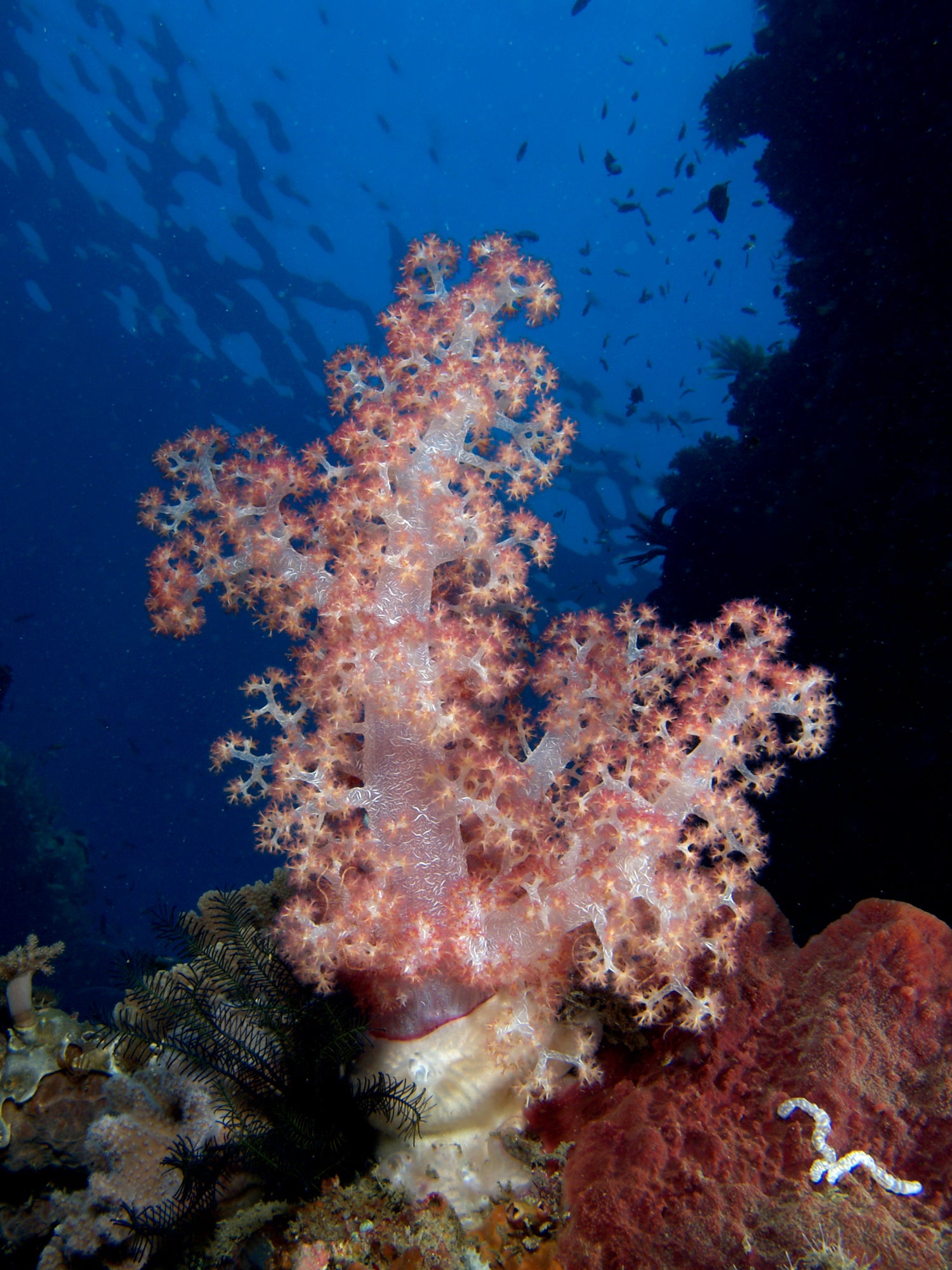 Neon Green Spaghetti Soft Coral (Nephthea sp.) — Photo: Nhobgood Nick Hobgood, CC BY-SA 3.0, via Wikimedia Commons