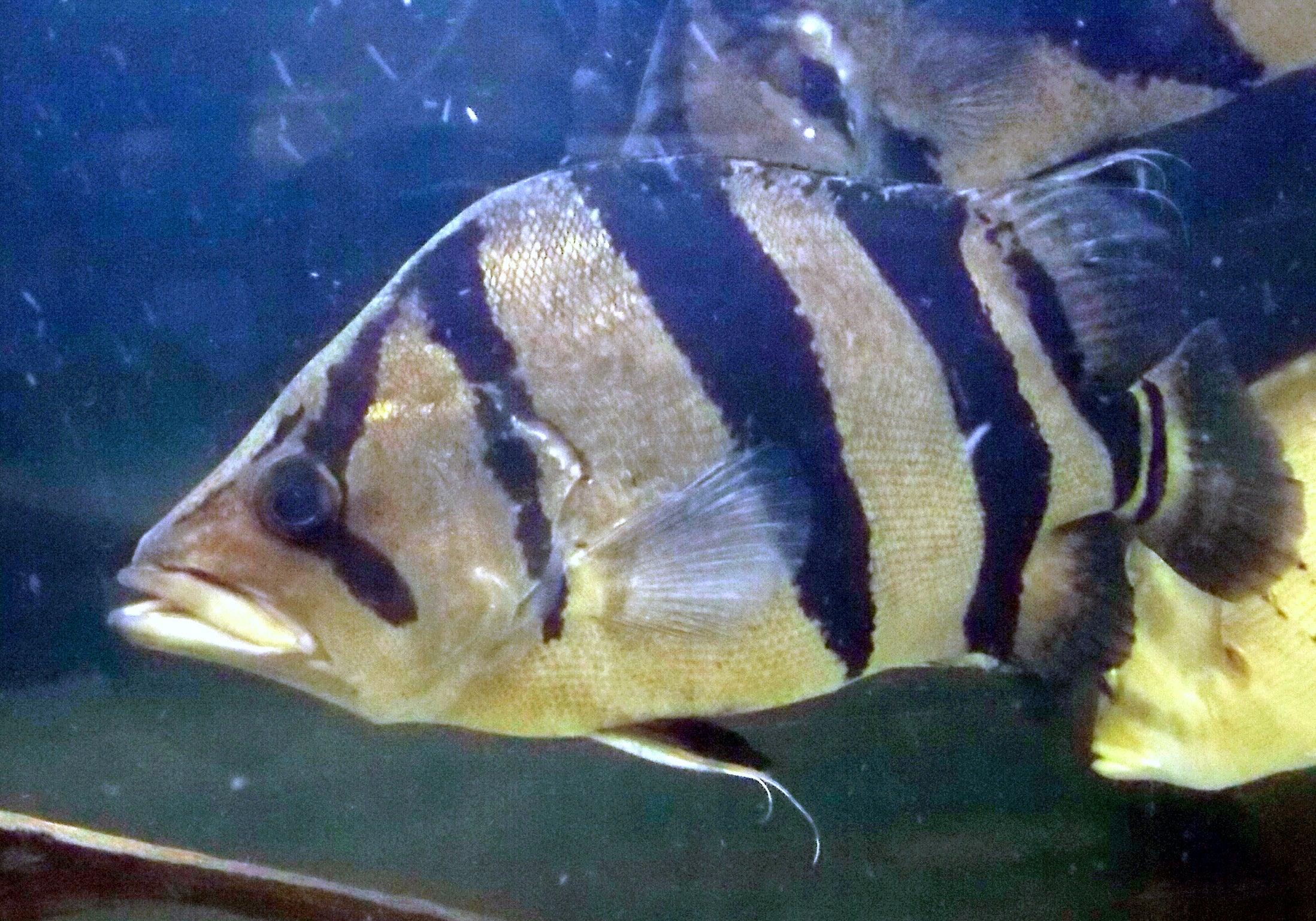 Irian Jaya Tiger Datnoid (Datnioides campbelli) — Photo: George Berninger Jr., CC BY-SA 4.0, via Wikimedia Commons