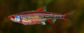 Rainbow Dace (Notropis chrosomus) — photo via Wikimedia Commons, CC BY-SA 3.0