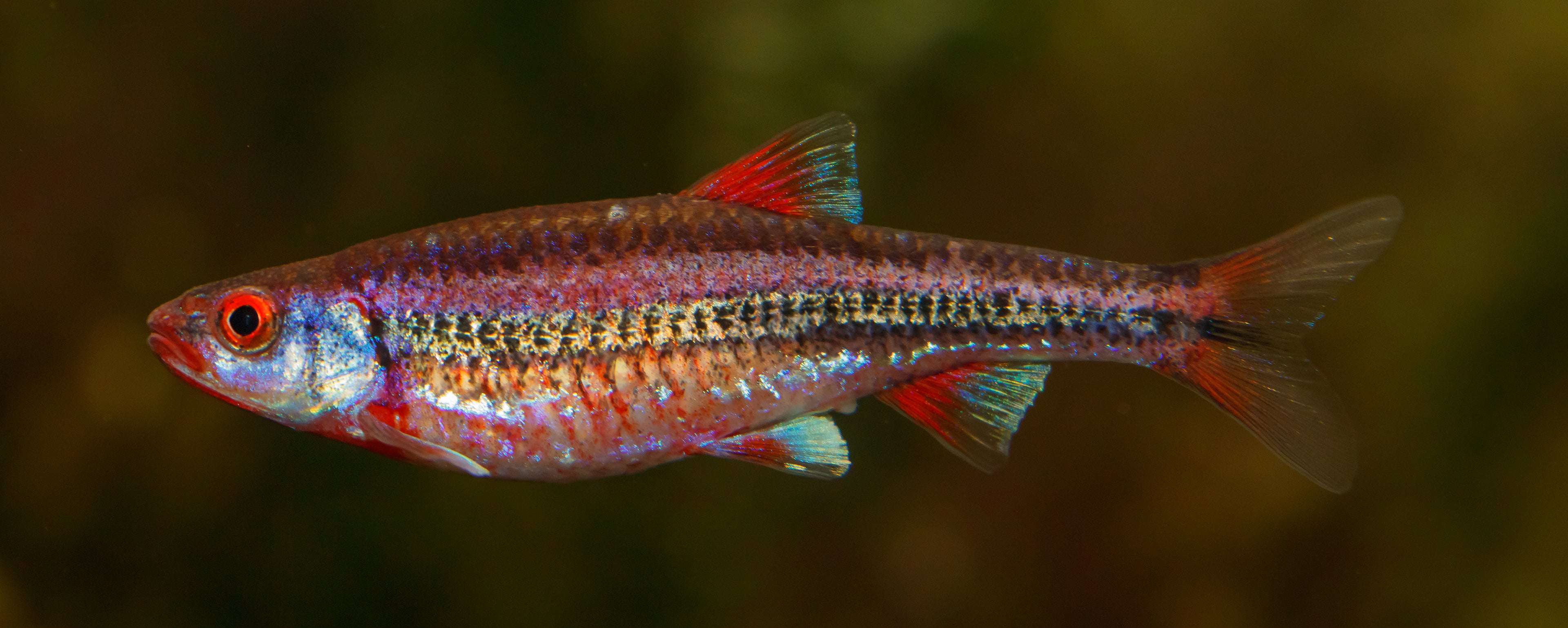 Rainbow Dace (Notropis chrosomus) — photo via Wikimedia Commons, CC BY-SA 3.0
