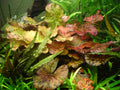 Red Tiger Lotus (Nymphaea lotus) — via Wikimedia Commons