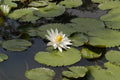 Tiger Lotus Bulb (Nymphaea lotus) — via Wikimedia Commons
