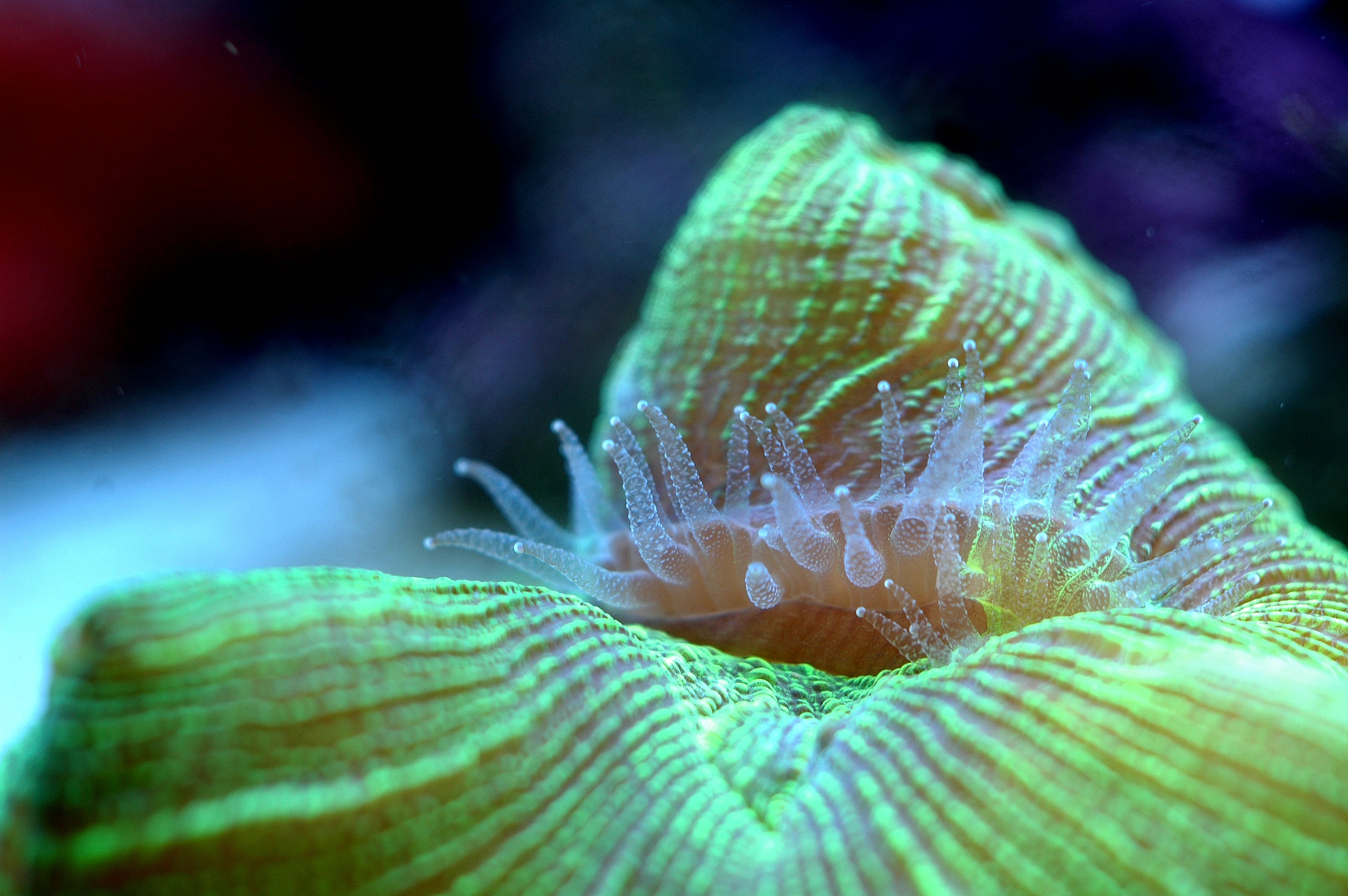 Neon Bicolor Open Brain Coral (Trachyphyllia geoffroyi) — Photo: Jmk777 at English Wikipedia, Public domain, via Wikimedia Commons
