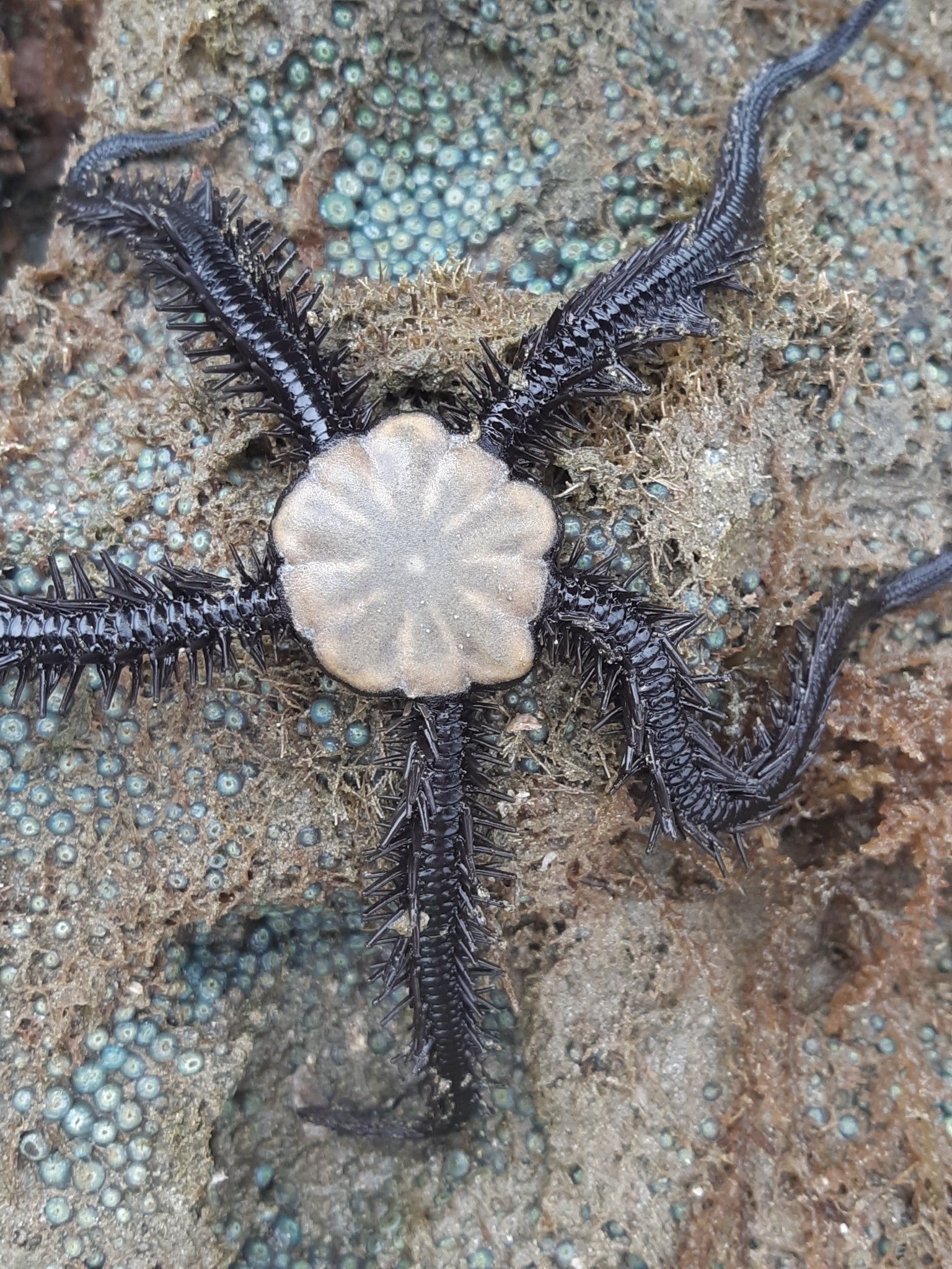 Black Brittle Star (Ophiocoma aethiops) — Photo: Daniel Velasco C., CC BY 4.0, via Wikimedia Commons
