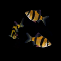 Sunburst Orange GLO Barb