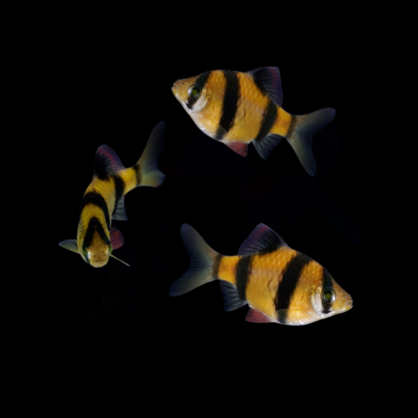 Sunburst Orange GLO Barb