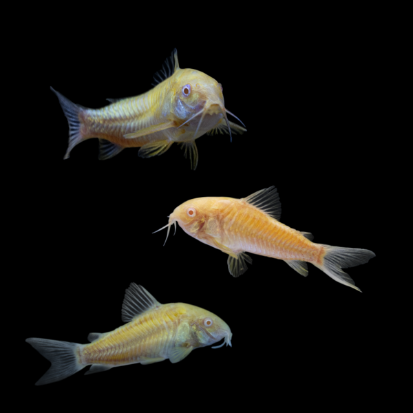 Sunburst Orange GLO Corydoras (Corydoras paleatus)