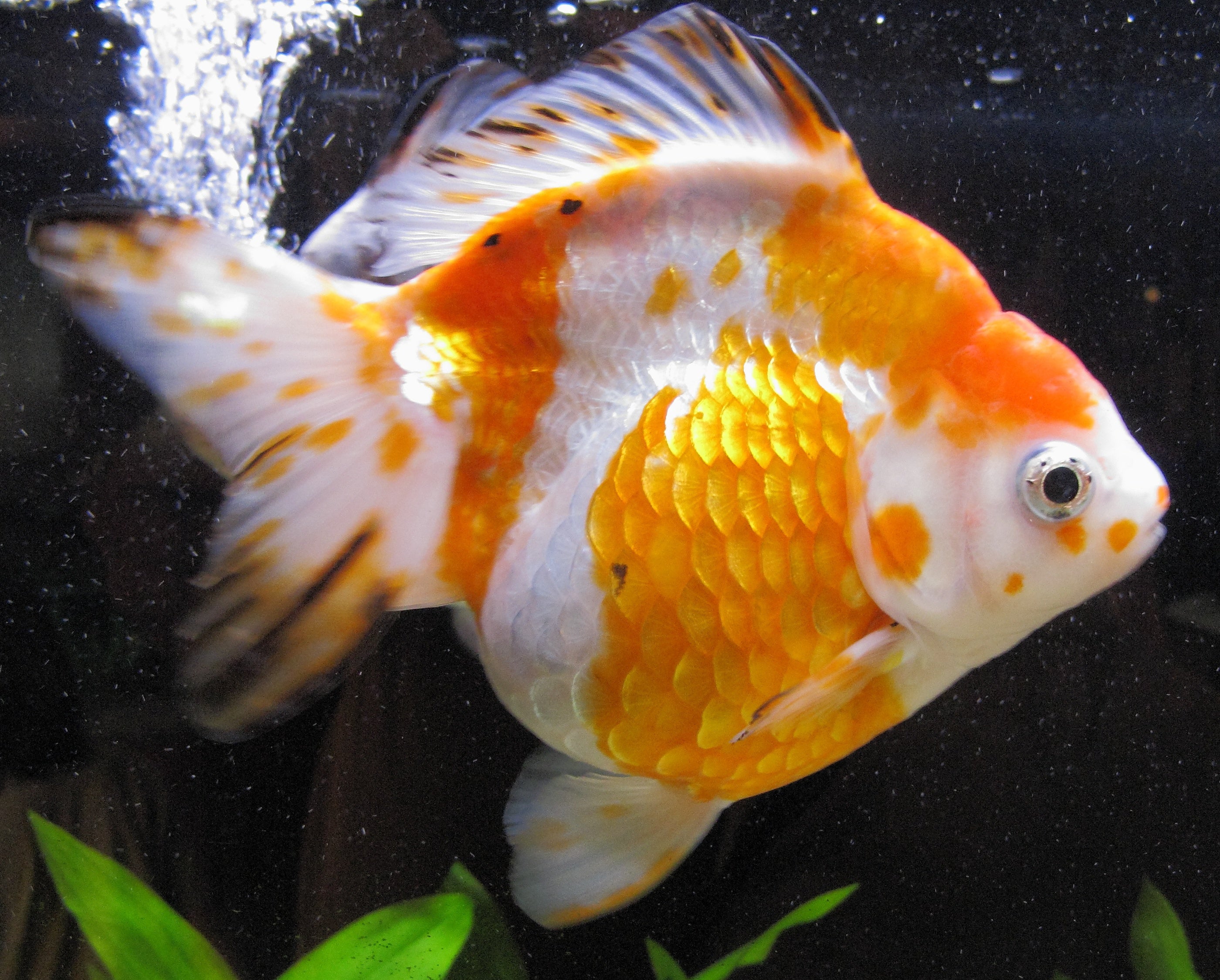 Ryukin Fantail Goldfish (Carassius auratus) — Photo: Lawrencekhoo, CC BY-SA 4.0, via Wikimedia Commons