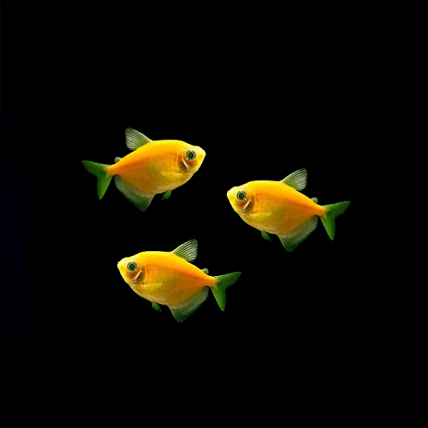 Sunburst Orange GLO Tetra (Gymnocorymbus ternetzi)