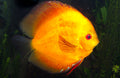 Golden Rainbow Discus (Symphysodon aequifasciatus) — Photo: Brian Gratwicke, CC BY 2.0, via Wikimedia Commons