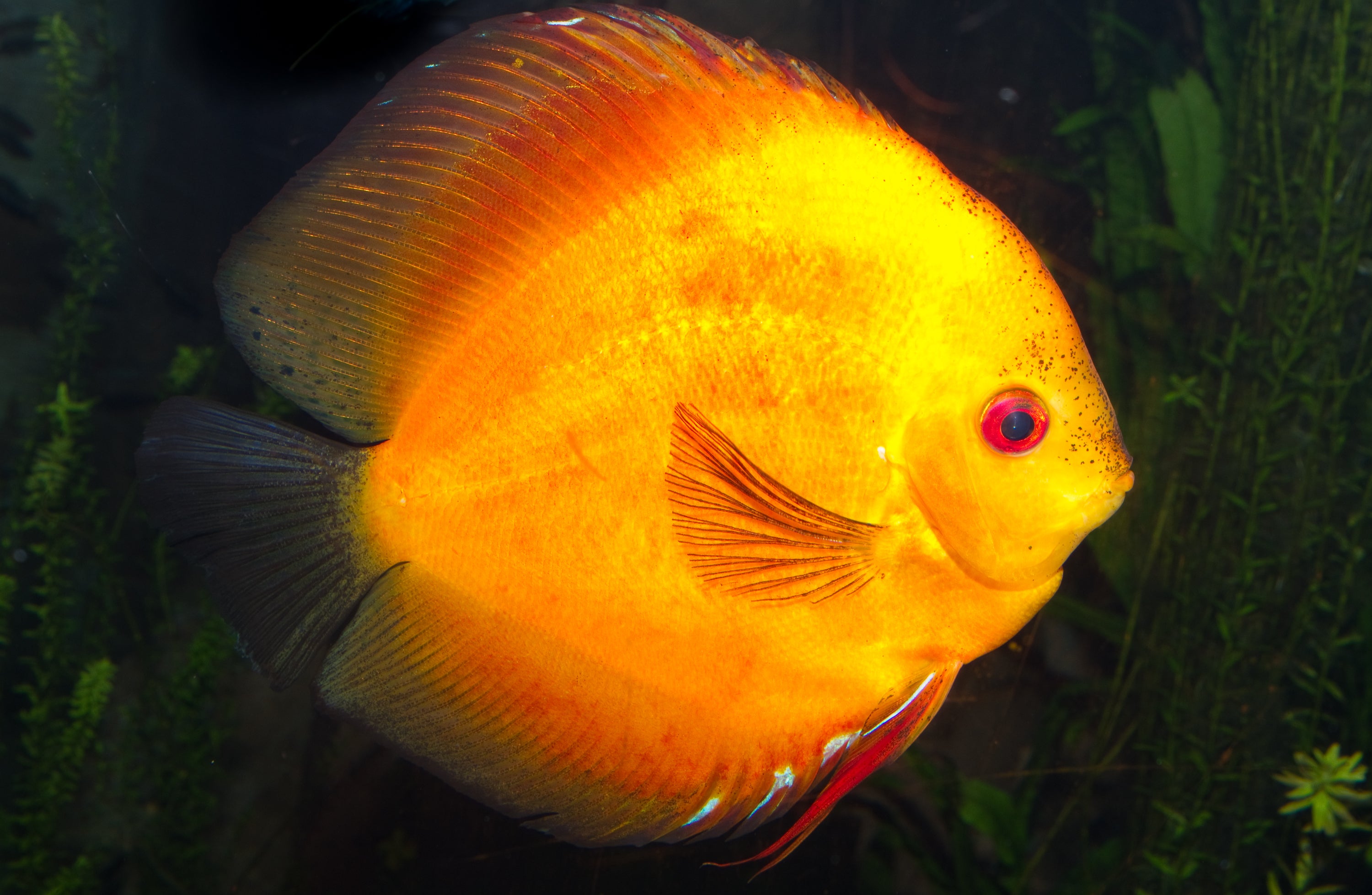 Golden Rainbow Discus (Symphysodon aequifasciatus) — Photo: Brian Gratwicke, CC BY 2.0, via Wikimedia Commons