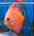 Pigeon Red Stone Discus (Symphysodon sp., pigeon blood strain) — Photo: David J, CC BY 2.0, via Wikimedia Commons
