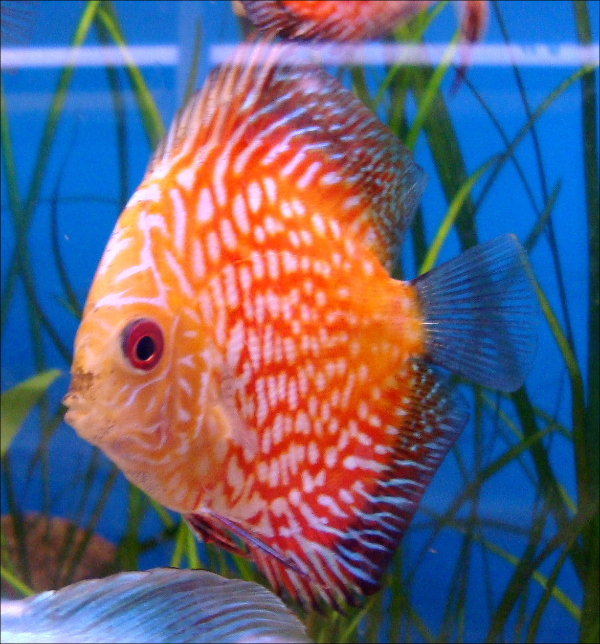 Pigeon Red Stone Discus (Symphysodon sp., pigeon blood strain) — Photo: David J, CC BY 2.0, via Wikimedia Commons