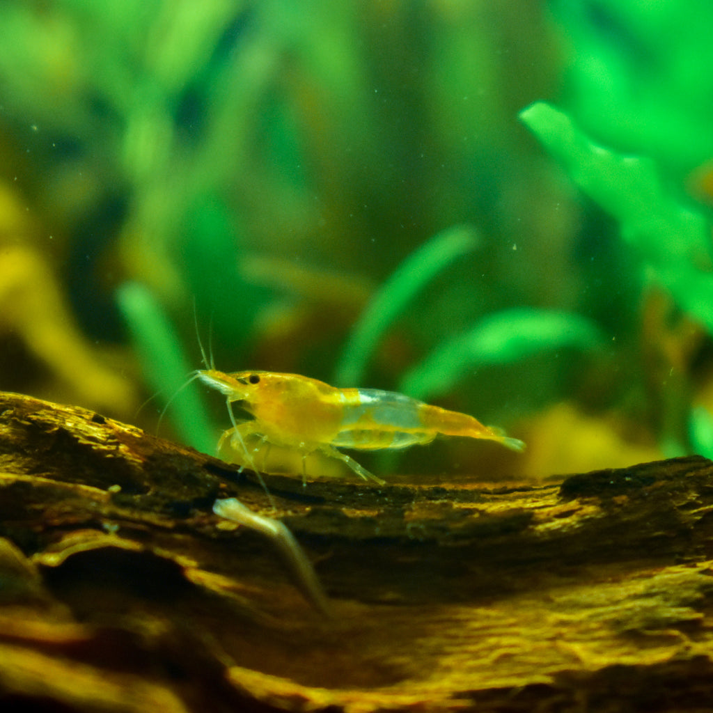 SS Sunkist Shrimp (Neocaridina sp.) — Photo: Atulbhats, CC BY-SA 4.0, via Wikimedia Commons