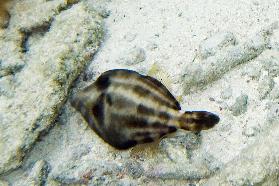 Caribbean Orange Filefish (Cantherhines pullus) — Photo: Paul Asman and Jill Lenoble, CC BY 2.0, via Wikimedia Commons