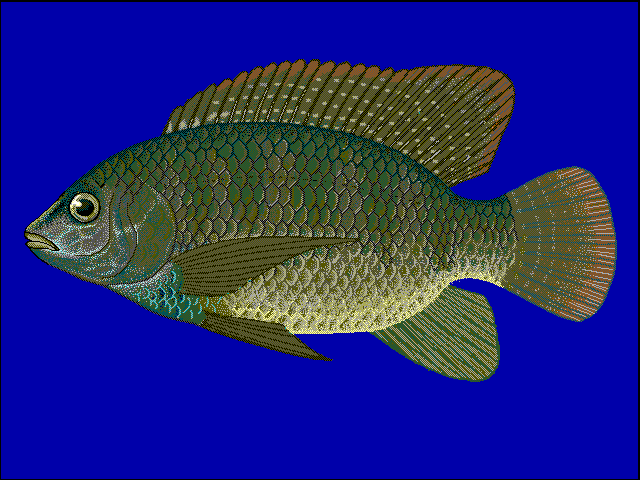 Blue Tilapia (Oreochromis aureus) — Illustration: Robbie Cada, FishBase, public domain, via Wikimedia Commons