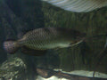 Jardini Arowana (Scleropages jardinii) — Photo: Emőke Dénes, CC BY-SA 4.0, via Wikimedia Commons