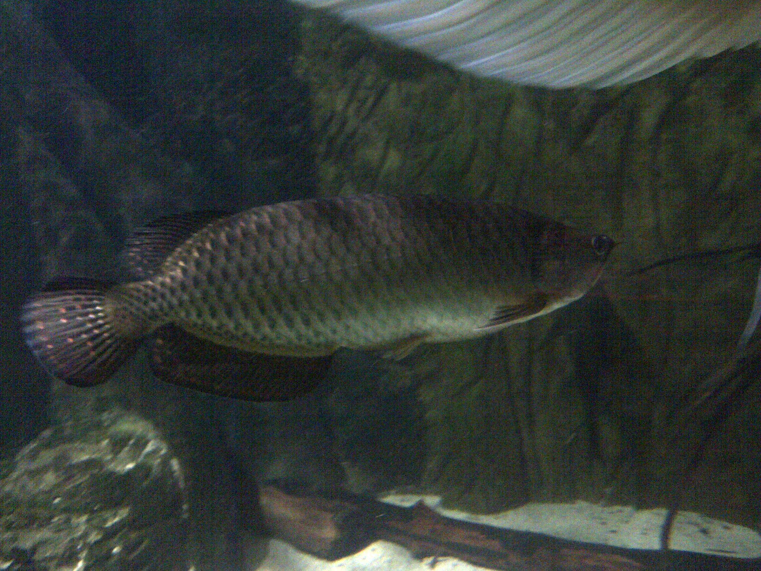 Jardini Arowana (Scleropages jardinii) — Photo: Emőke Dénes, CC BY-SA 4.0, via Wikimedia Commons