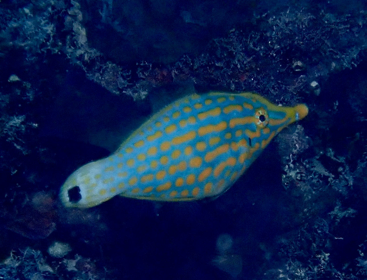 Orange Spot Filefish (Oxymonacanthus longirostris) — Photo: desertnaturalist, CC BY 4.0, via Wikimedia Commons