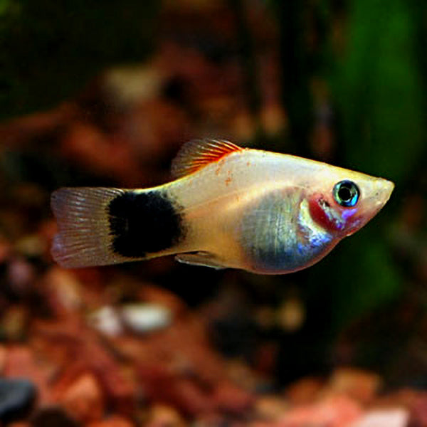 Imported Neon Mickey Mouse Platy