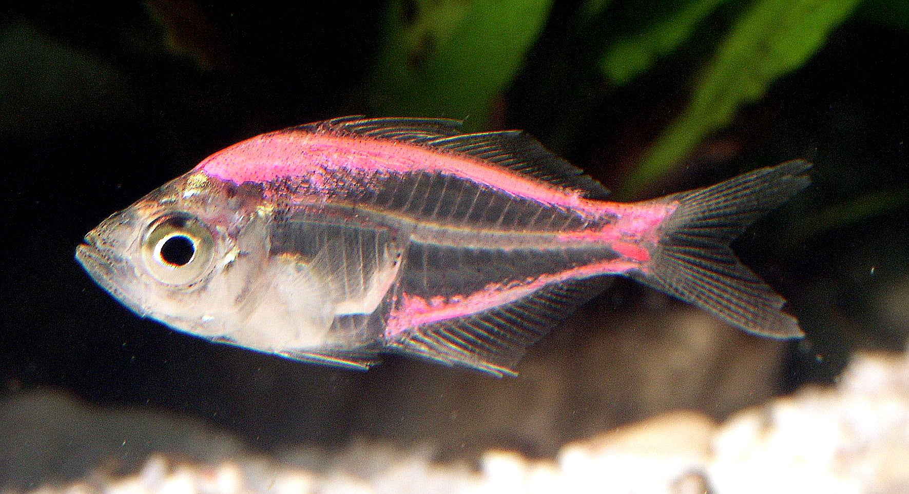 Assorted Painted Glass Fish (Parambassis ranga) — Photo: Quatermass, Public domain, via Wikimedia Commons