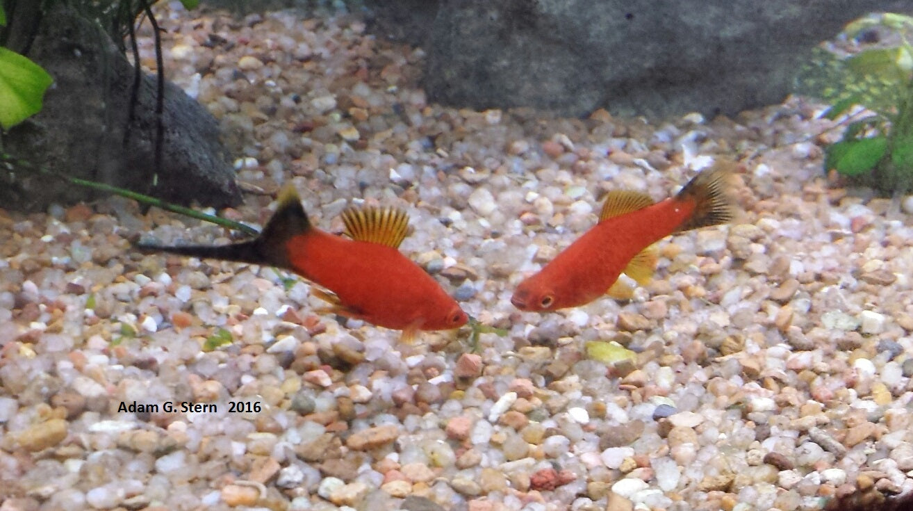 Florida Blood Wag Swordtail (Xiphophorus hellerii) — Photo: Adam G. Stern, CC BY-SA 4.0, via Wikimedia Commons