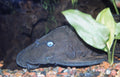 Blue Eye Pleco (Panaque cochliodon) — photo via Wikimedia Commons, CC BY-SA 2.0