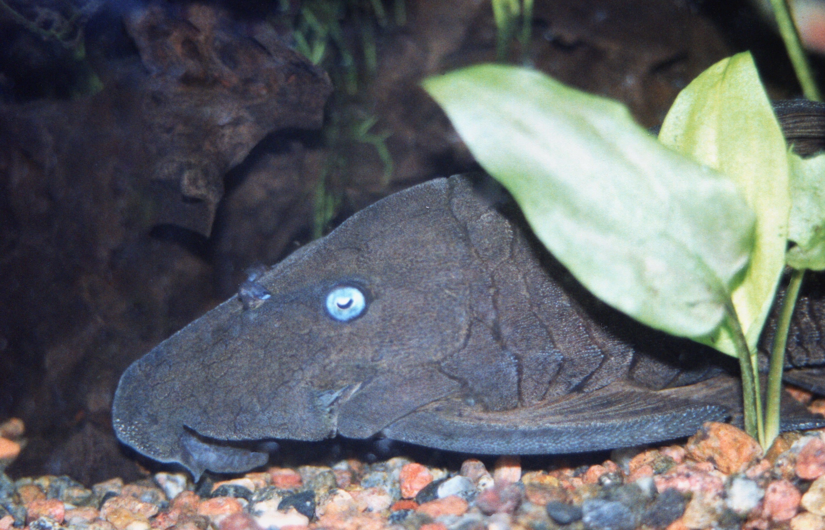 Blue Eye Pleco (Panaque cochliodon) — photo via Wikimedia Commons, CC BY-SA 2.0