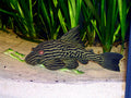 Watermelon Pleco L330 (Panaque nigrolineatus) — photo via Wikimedia Commons, CC BY-SA 3.0