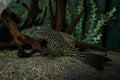 Watermelon Pleco L330