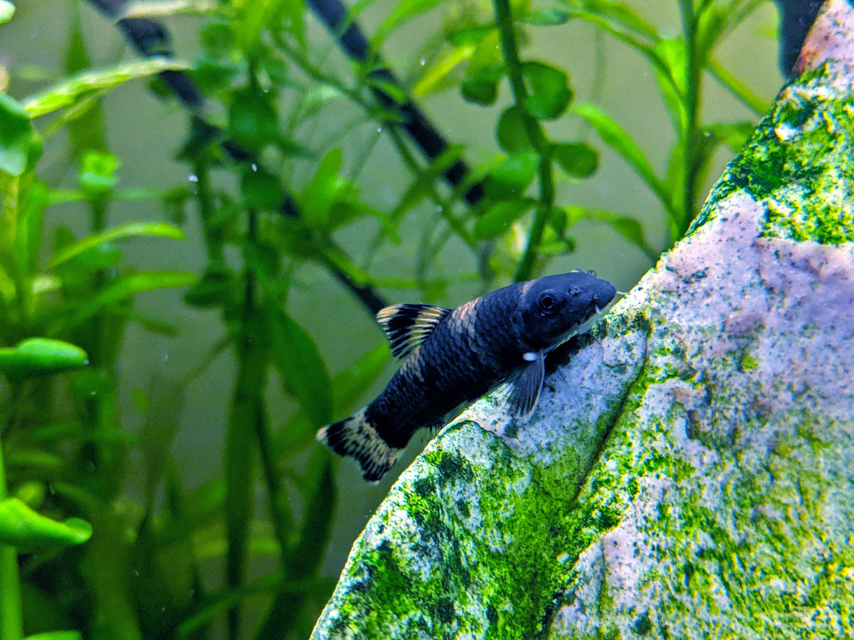 Rainbow Garra