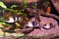 Melon Barb — Photo: Haplochromis, CC BY-SA 3.0, via Wikimedia Commons