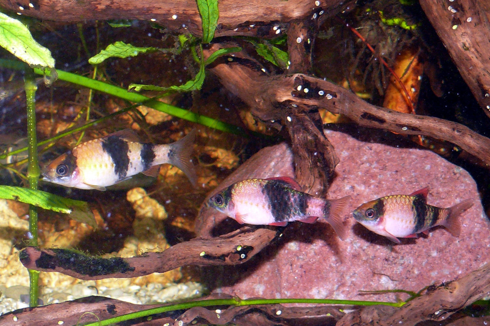 Melon Barb — Photo: Haplochromis, CC BY-SA 3.0, via Wikimedia Commons