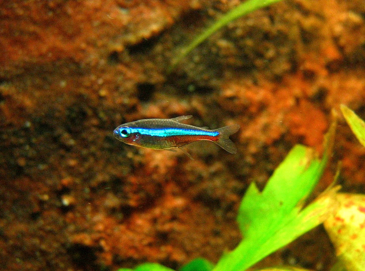 Wild Green Neon Tetra (Paracheirodon simulans) — Photo: Sascha Biedermann, CC BY-SA 2.5, via Wikimedia Commons