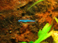 Wild Green Neon Tetra (Paracheirodon simulans)