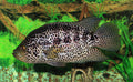 Managuensis Cichlid (Parachromis managuensis) — Photo: George Chernilevsky, Public domain, via Wikimedia Commons