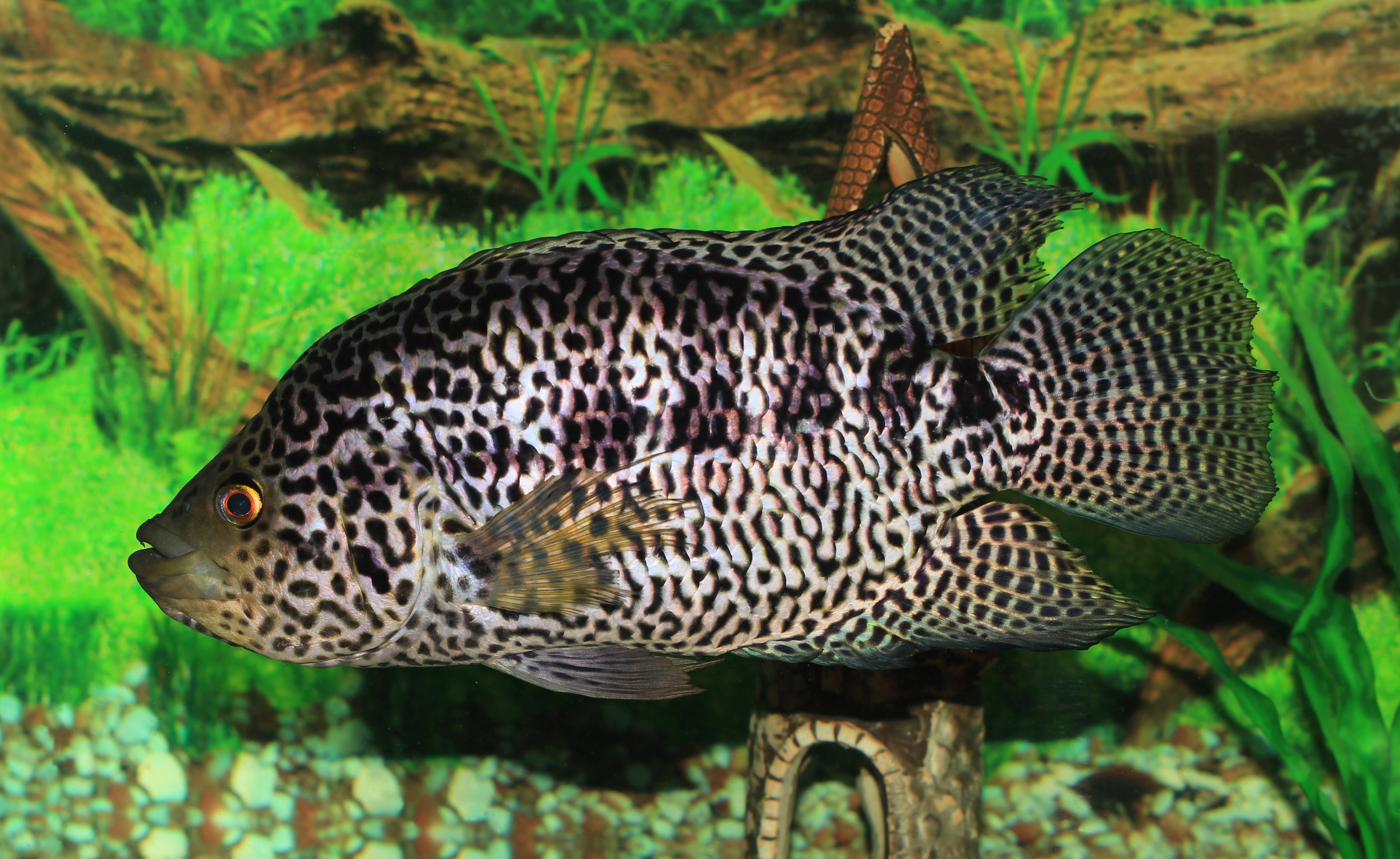 Managuensis Cichlid (Parachromis managuensis) — Photo: George Chernilevsky, Public domain, via Wikimedia Commons