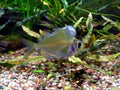 Humphead Glass Fish — Photo: Puchatech K., CC BY-SA 3.0, via Wikimedia Commons