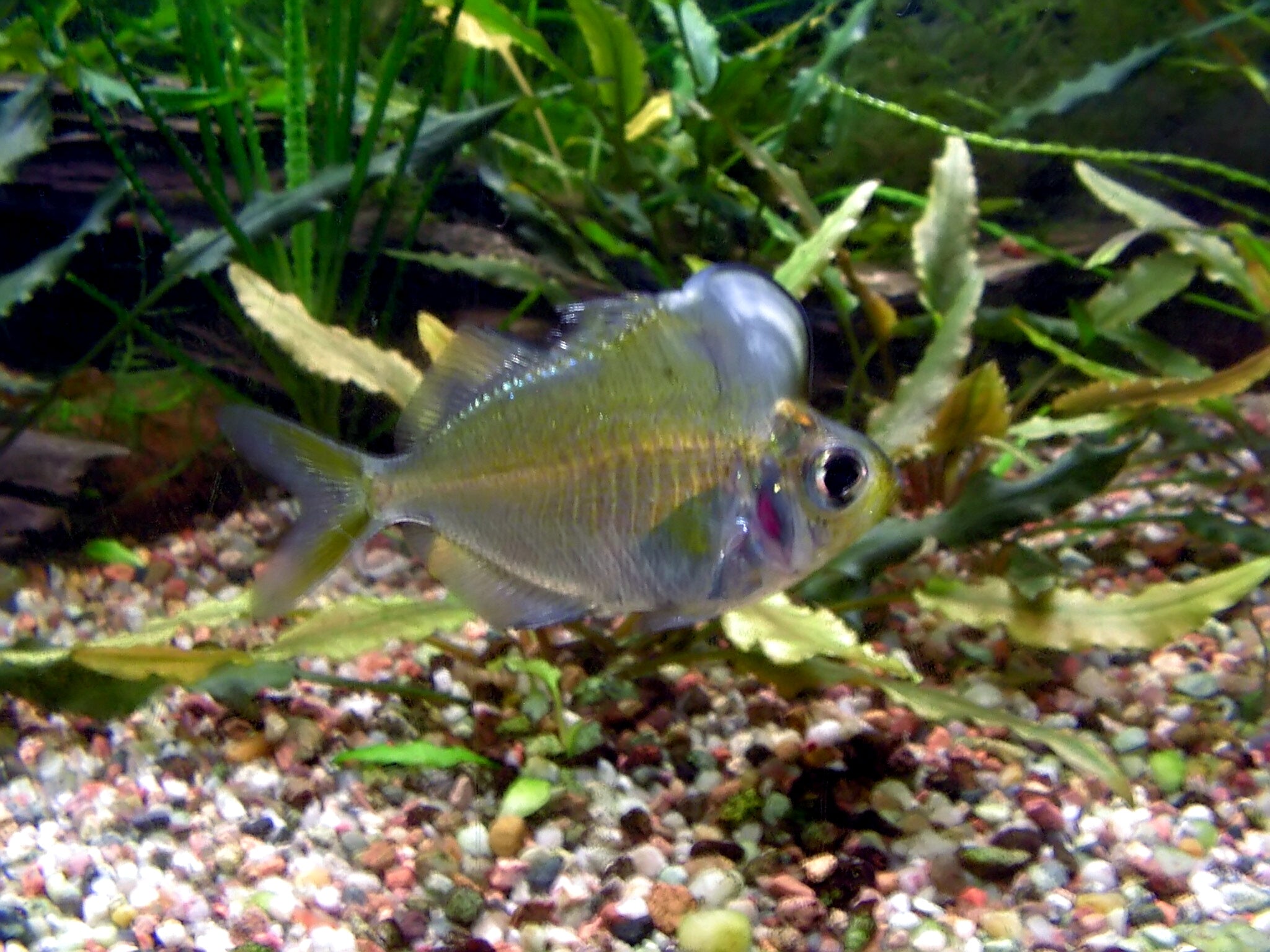 Humphead Glass Fish — Photo: Puchatech K., CC BY-SA 3.0, via Wikimedia Commons