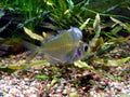 Humphead Glass Fish (Parambassis pulcinella)