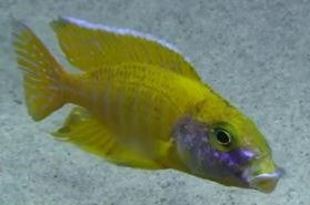 Male Yellow Peacock Cichlid (Aulonocara sp.)