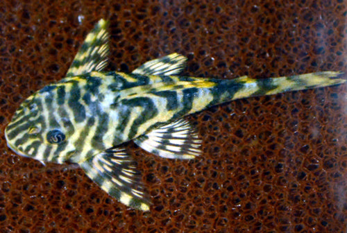 Candy Striped Pleco L015 (Peckoltia compta, candy-stripe pattern L-number pleco) — Photo: Frank M Greco, CC BY 3.0, via Wikimedia Commons