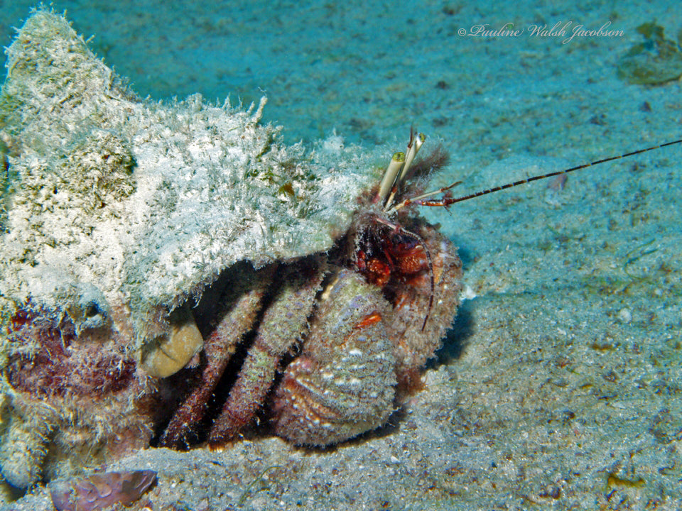 Giant Red Hermit Crab (Petrochirus diogenes) — Photo: Pauline Walsh Jacobson, CC BY 4.0, via Wikimedia Commons