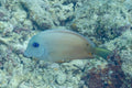 Blue Eye Bristletooth Tang (Ctenochaetus binotatus) — photo via Wikimedia Commons, CC BY-SA 4.0