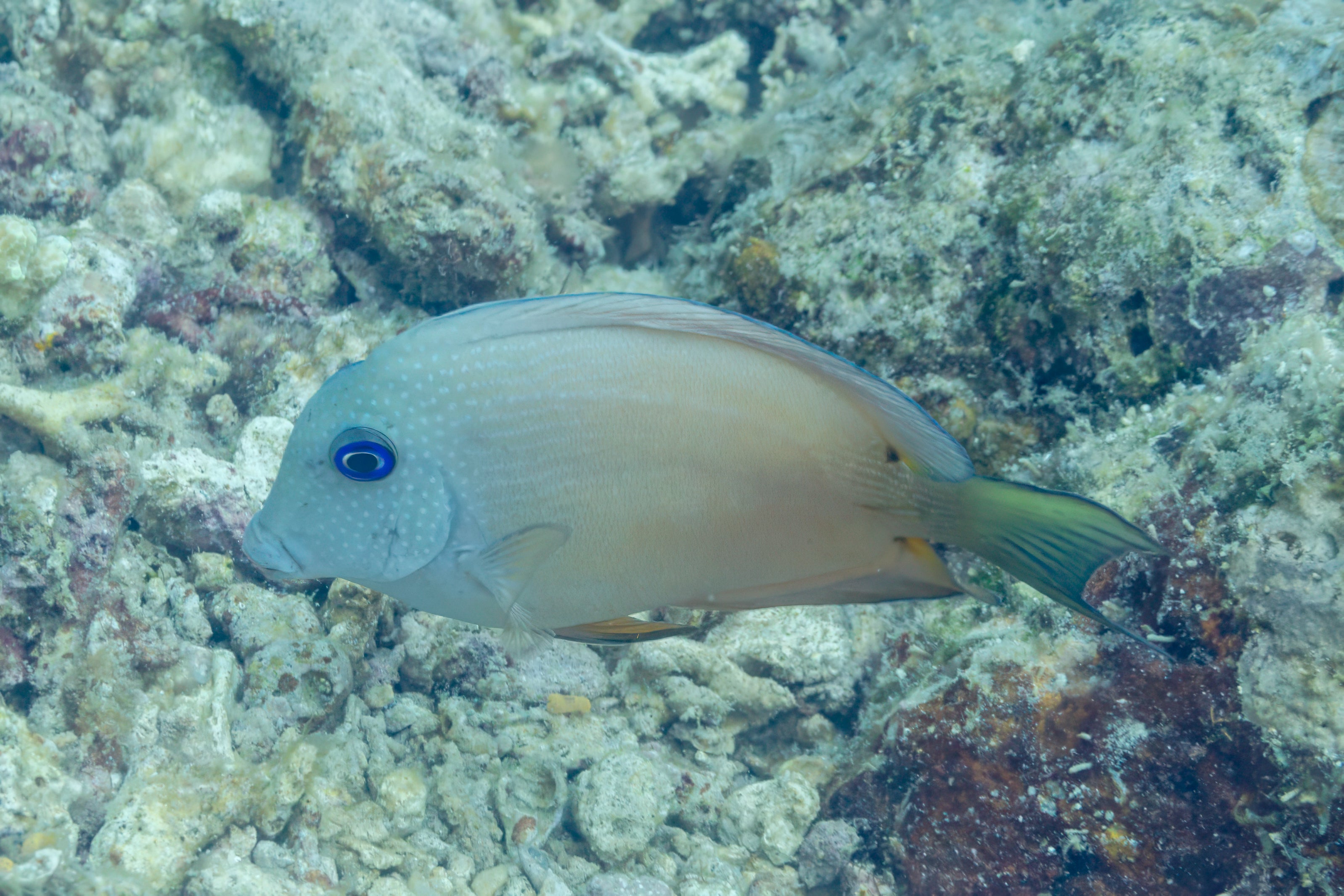 Blue Eye Bristletooth Tang (Ctenochaetus binotatus) — photo via Wikimedia Commons, CC BY-SA 4.0