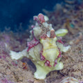 White Wartskin Anglerfish (Antennarius maculatus) — photo via Wikimedia Commons, CC BY-SA 4.0