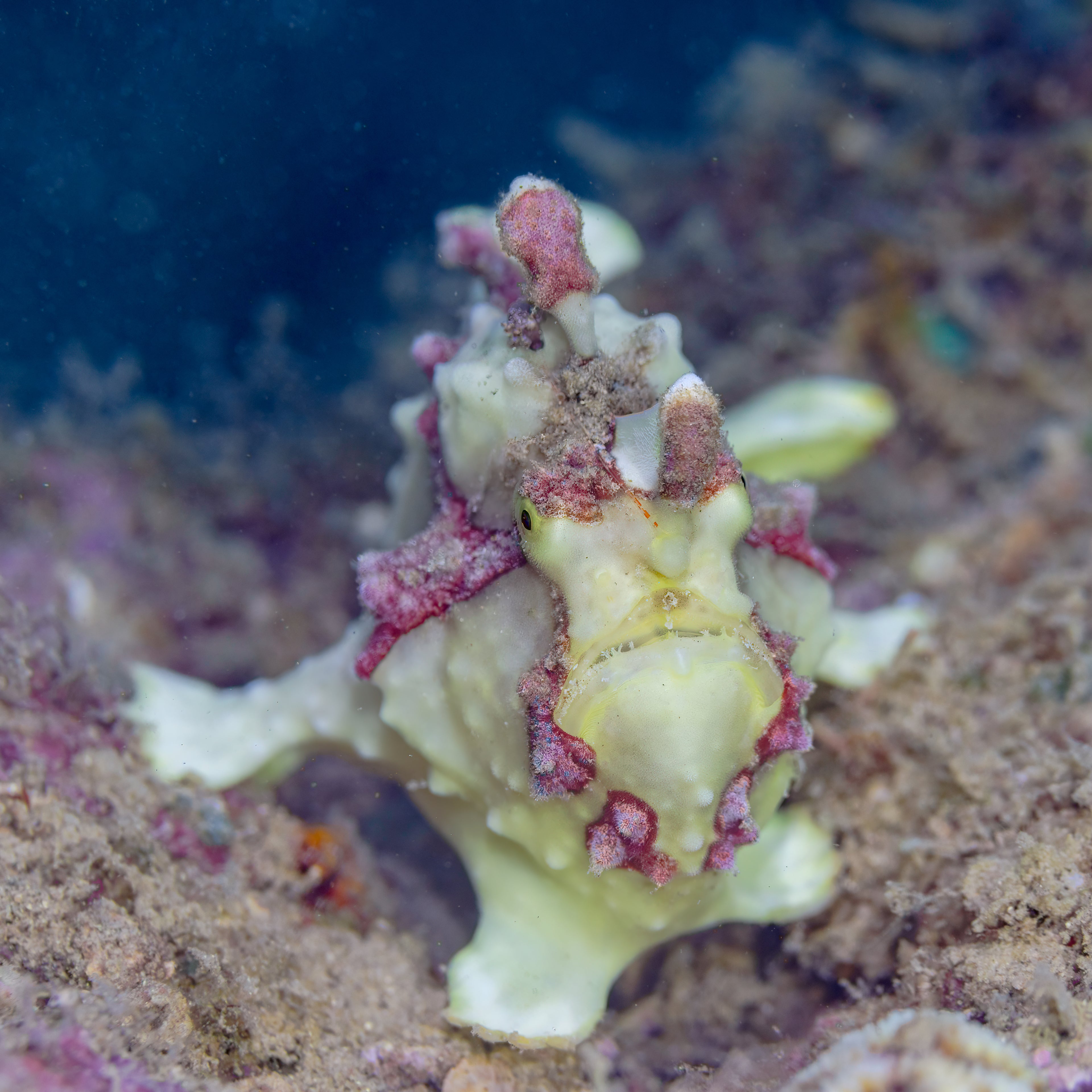White Wartskin Anglerfish (Antennarius maculatus) — photo via Wikimedia Commons, CC BY-SA 4.0