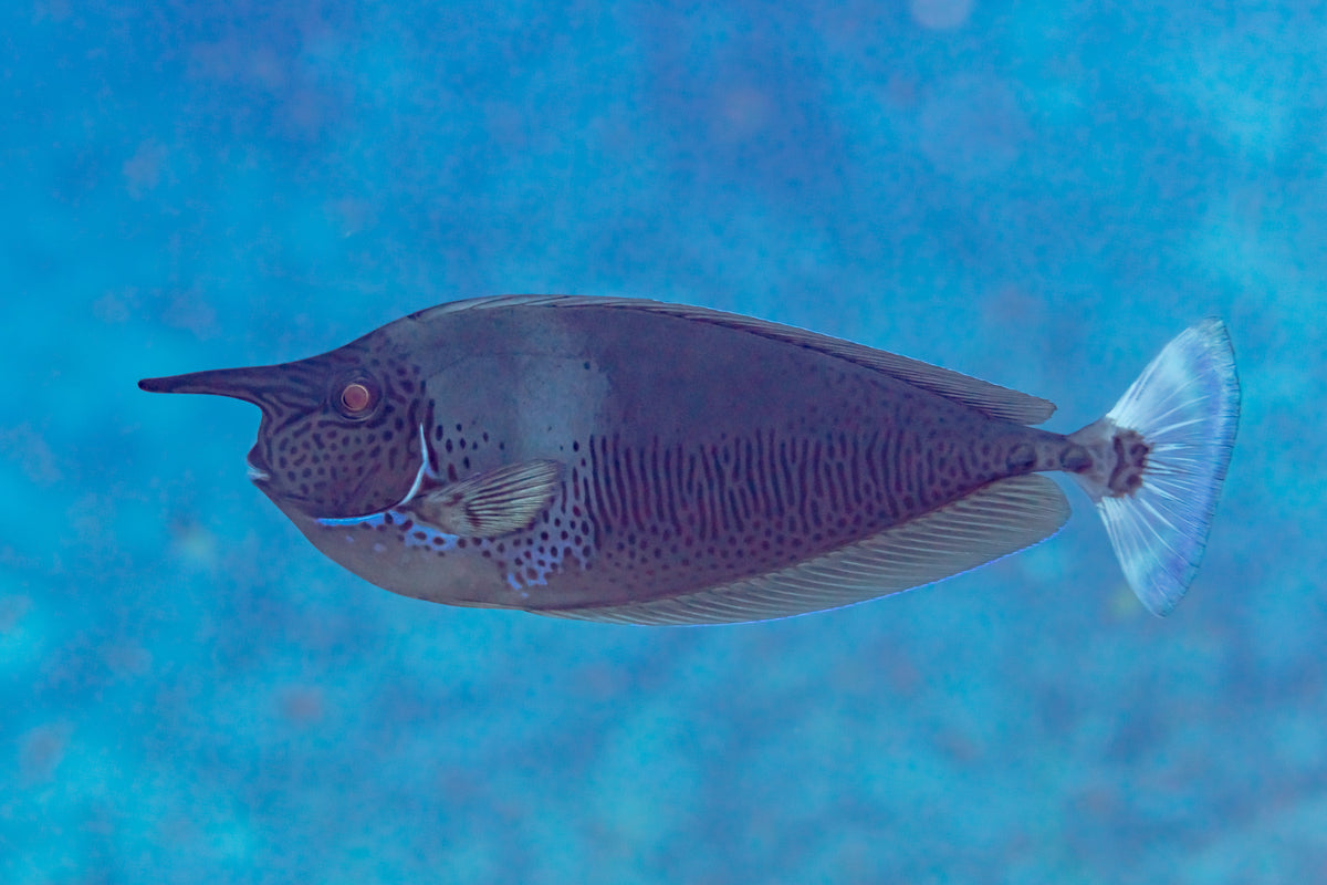 Brevirostris Unicorn Tang (Naso brevirostris)