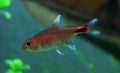 Ruby Tetra (Axelrodia riesei) — Photo: Thomas Siems, CC BY-SA 2.0, via Wikimedia Commons