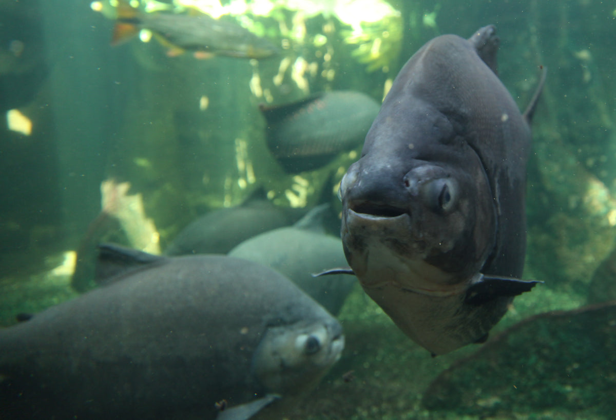 True Albino Red Pacu (Piaractus brachypomus)